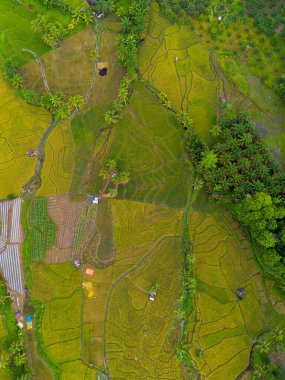 Endonezya 'nın güzelliği, Kuzey Bengkulu' daki pirinç tarlaları, dağları ve tropikal ormanları olan Endonezya 'nın güzel bir sabah manzarası.