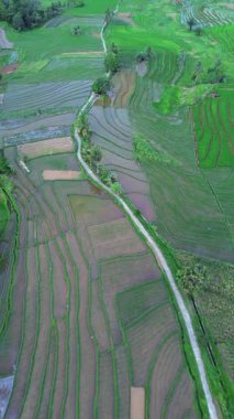 beautiful morning view indonesia panorama landscape paddy fields with beauty color and sky natural light