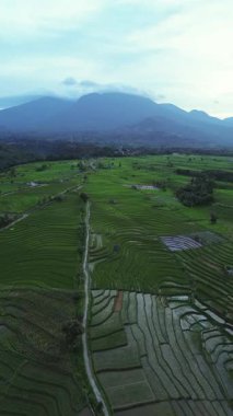 beautiful morning view indonesia panorama landscape paddy fields with beauty color and sky natural light