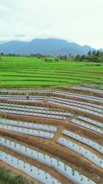 beautiful morning view indonesia panorama landscape paddy fields with beauty color and sky natural light