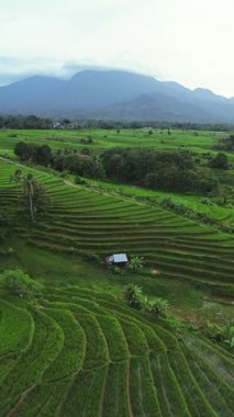 beautiful morning view indonesia panorama landscape paddy fields with beauty color and sky natural light