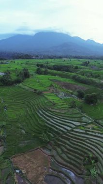 beautiful morning view indonesia panorama landscape paddy fields with beauty color and sky natural light