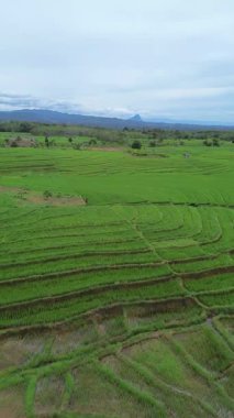 beautiful morning view indonesia panorama landscape paddy fields with beauty color and sky natural light
