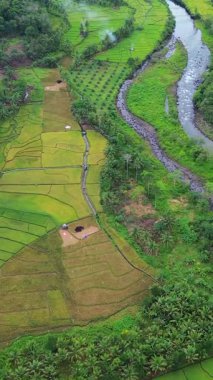 beautiful morning view indonesia panorama landscape paddy fields with beauty color and sky natural light