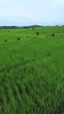 beautiful morning view indonesia panorama landscape paddy fields with beauty color and sky natural light