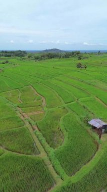 beautiful morning view indonesia panorama landscape paddy fields with beauty color and sky natural light