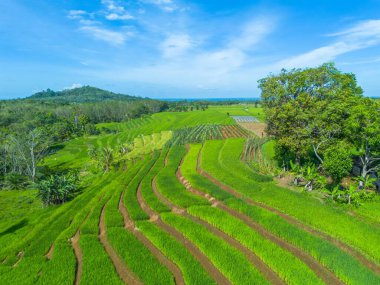 Endonezya 'nın güzelliği, Kuzey Bengkulu' daki pirinç tarlaları, dağları ve tropikal ormanları olan Endonezya 'nın güzel bir sabah manzarası.