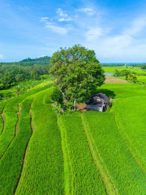 Endonezya 'nın güzelliği, Kuzey Bengkulu' daki pirinç tarlaları, dağları ve tropikal ormanları olan Endonezya 'nın güzel bir sabah manzarası.