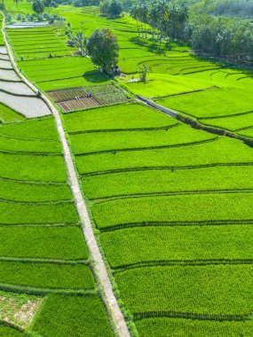 Endonezya 'nın güzelliği, Kuzey Bengkulu' daki pirinç tarlaları, dağları ve tropikal ormanları olan Endonezya 'nın güzel bir sabah manzarası.