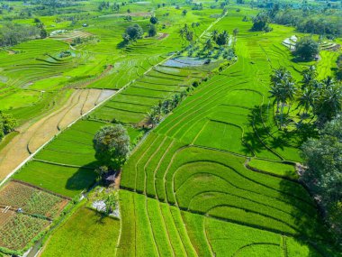 Endonezya 'nın güzelliği, Kuzey Bengkulu' daki pirinç tarlaları, dağları ve tropikal ormanları olan Endonezya 'nın güzel bir sabah manzarası.
