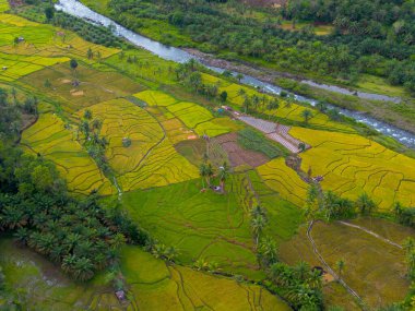 Endonezya 'nın güzelliği, Kuzey Bengkulu' daki pirinç tarlaları, dağları ve tropikal ormanları olan Endonezya 'nın güzel bir sabah manzarası.