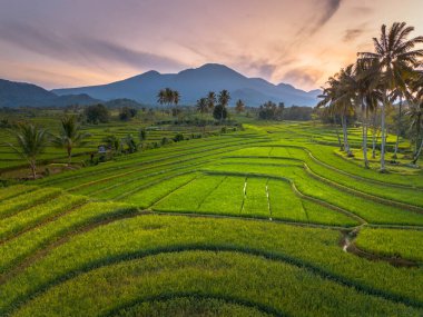 beautiful morning view indonesia panorama landscape paddy fields with beauty color and sky natural light