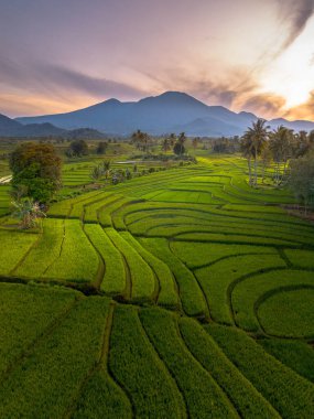 beautiful morning view indonesia panorama landscape paddy fields with beauty color and sky natural light