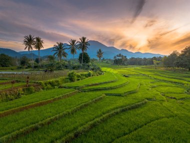 beautiful morning view indonesia panorama landscape paddy fields with beauty color and sky natural light