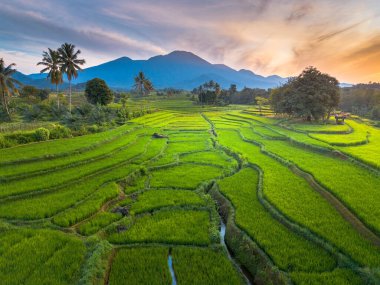 beautiful morning view indonesia panorama landscape paddy fields with beauty color and sky natural light