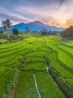 beautiful morning view indonesia panorama landscape paddy fields with beauty color and sky natural light