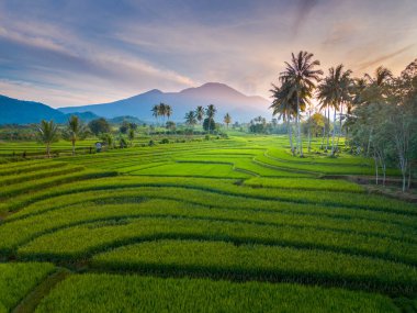 beautiful morning view indonesia panorama landscape paddy fields with beauty color and sky natural light