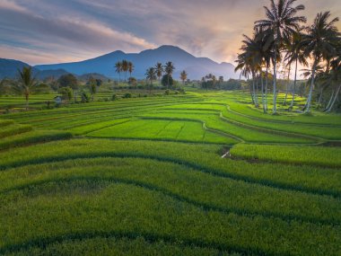 beautiful morning view indonesia panorama landscape paddy fields with beauty color and sky natural light