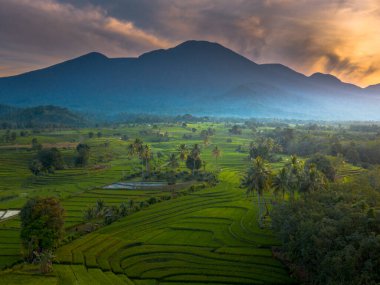 beautiful morning view indonesia panorama landscape paddy fields with beauty color and sky natural light
