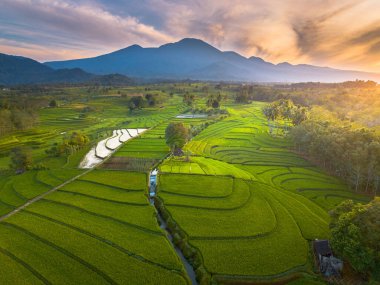 beautiful morning view indonesia panorama landscape paddy fields with beauty color and sky natural light