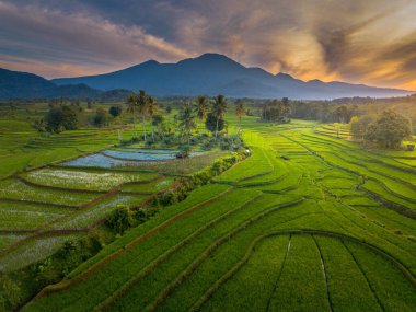beautiful morning view indonesia panorama landscape paddy fields with beauty color and sky natural light