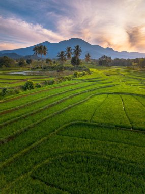 beautiful morning view indonesia panorama landscape paddy fields with beauty color and sky natural light