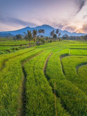 beautiful morning view indonesia panorama landscape paddy fields with beauty color and sky natural light