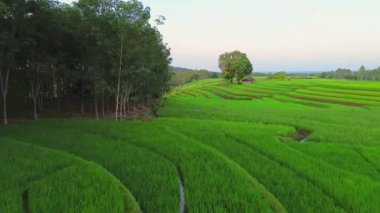 beautiful morning view indonesia panorama landscape paddy fields with beauty color and sky natural light