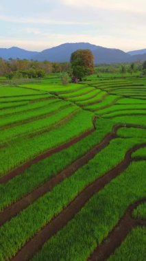 beautiful morning view indonesia panorama landscape paddy fields with beauty color and sky natural light