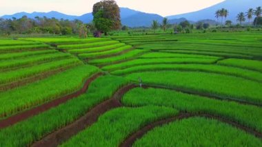 beautiful morning view indonesia panorama landscape paddy fields with beauty color and sky natural light