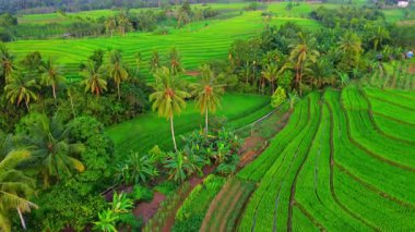 beautiful morning view indonesia panorama landscape paddy fields with beauty color and sky natural light
