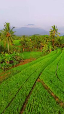 beautiful morning view indonesia panorama landscape paddy fields with beauty color and sky natural light