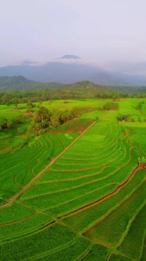 beautiful morning view indonesia panorama landscape paddy fields with beauty color and sky natural light