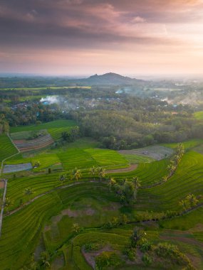 beautiful morning view indonesia panorama landscape paddy fields with beauty color and sky natural light
