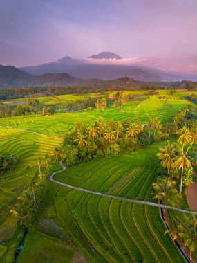 beautiful morning view indonesia panorama landscape paddy fields with beauty color and sky natural light