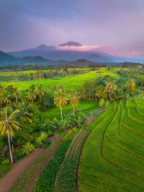 beautiful morning view indonesia panorama landscape paddy fields with beauty color and sky natural light