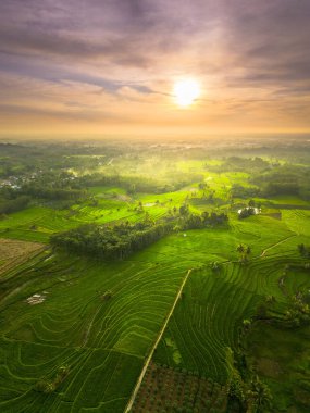 beautiful morning view indonesia panorama landscape paddy fields with beauty color and sky natural light