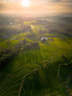 beautiful morning view indonesia panorama landscape paddy fields with beauty color and sky natural light