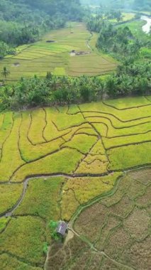 Kırsaldaki pirinç tarlaları, Bali. Endonezya.