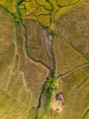 beautiful morning view indonesia panorama landscape paddy fields with beauty color and sky natural light