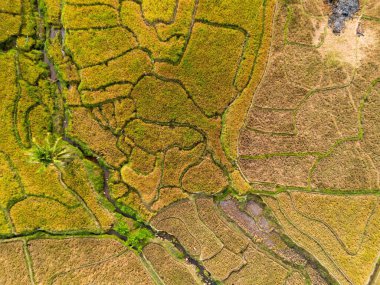 beautiful morning view indonesia panorama landscape paddy fields with beauty color and sky natural light