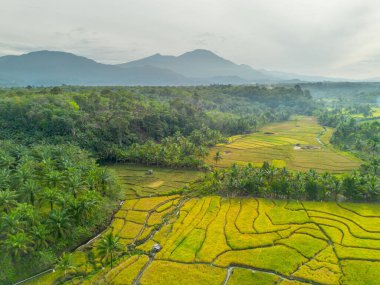beautiful morning view indonesia panorama landscape paddy fields with beauty color and sky natural light