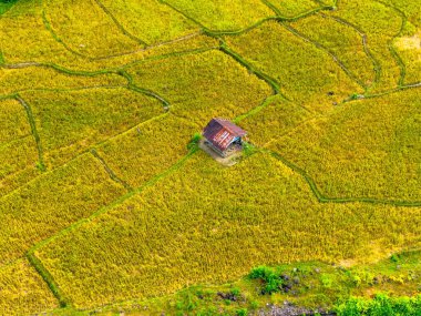 beautiful morning view indonesia panorama landscape paddy fields with beauty color and sky natural light