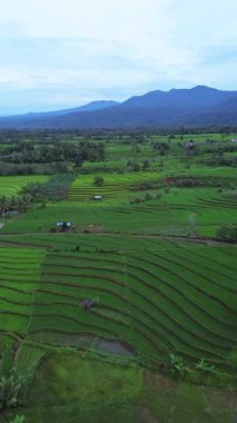beautiful morning view indonesia panorama landscape paddy fields with beauty color and sky natural light