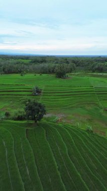 beautiful morning view indonesia panorama landscape paddy fields with beauty color and sky natural light