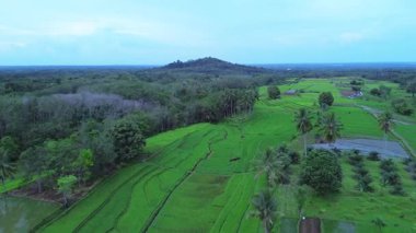 beautiful morning view indonesia panorama landscape paddy fields with beauty color and sky natural light