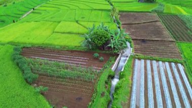 beautiful morning view indonesia panorama landscape paddy fields with beauty color and sky natural light