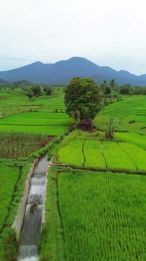 beautiful morning view indonesia panorama landscape paddy fields with beauty color and sky natural light