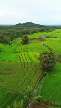 beautiful morning view indonesia panorama landscape paddy fields with beauty color and sky natural light