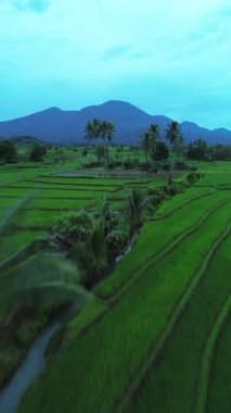 beautiful morning view indonesia panorama landscape paddy fields with beauty color and sky natural light